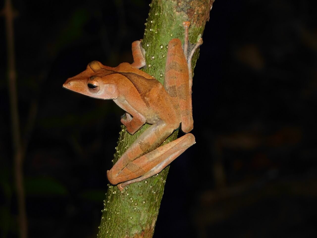 Amphiby