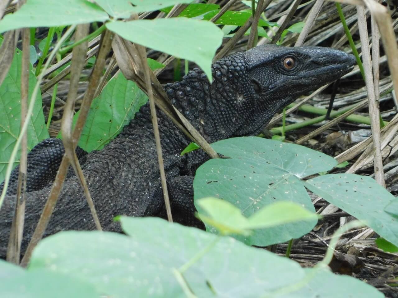 Indonesian Reptil