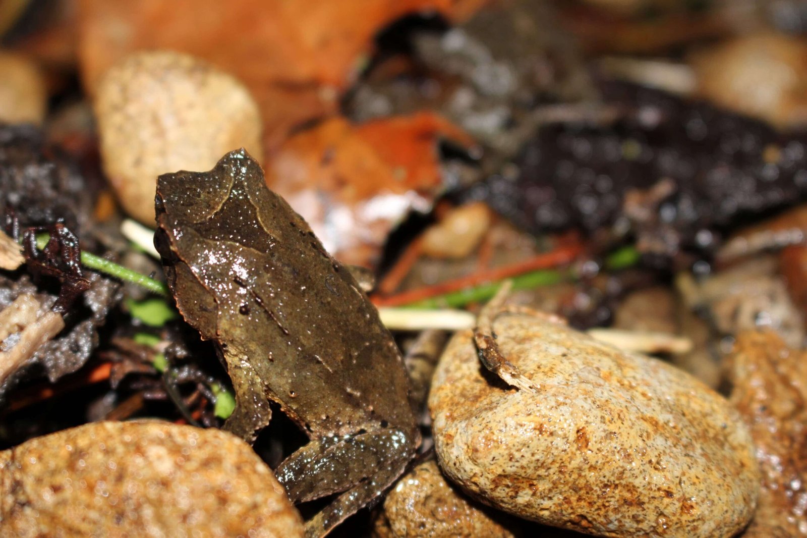 Katak
